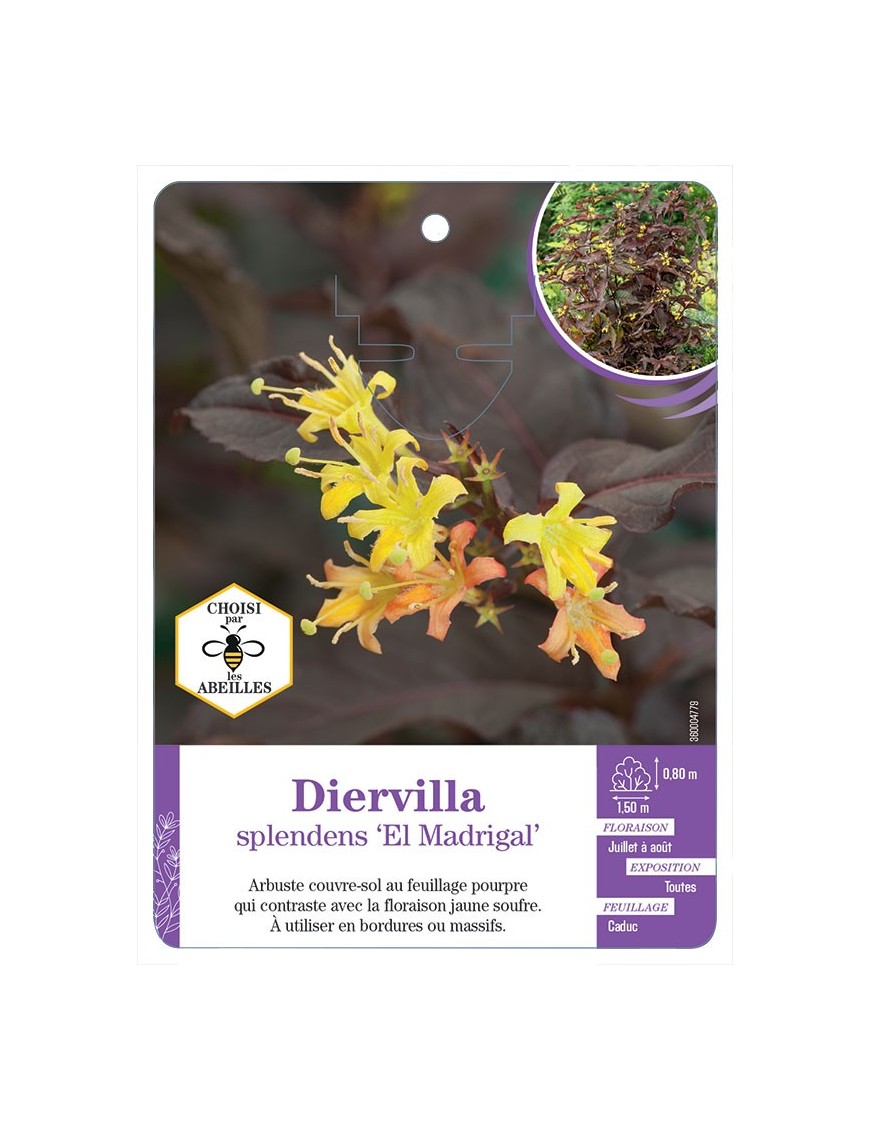 DIERVILLA SPLENDENS EL MADRIGAL
