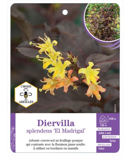 DIERVILLA SPLENDENS EL MADRIGAL