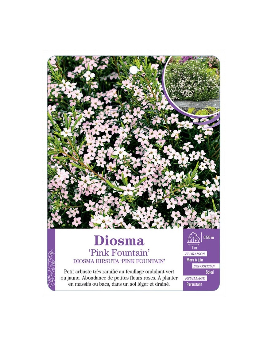 DIOSMA HIRSUTA PINK FOUNTAIN