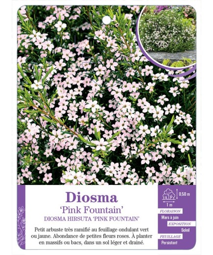 DIOSMA HIRSUTA PINK FOUNTAIN