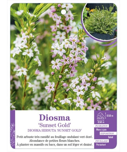 DIOSMA HIRSUTA SUNSET GOLD