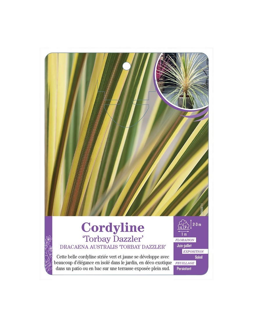 DRACAENA AUSTRALIS TORBAY DAZZLER voir Cordyline