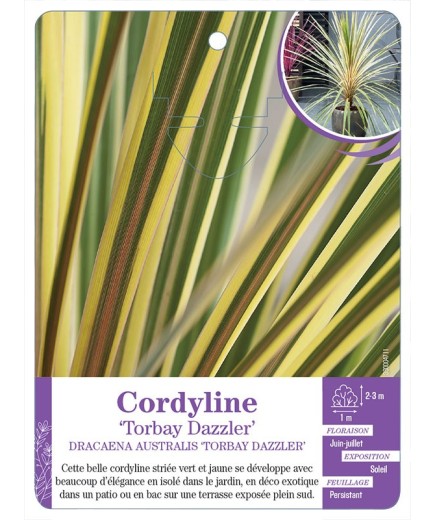 DRACAENA AUSTRALIS TORBAY DAZZLER voir Cordyline