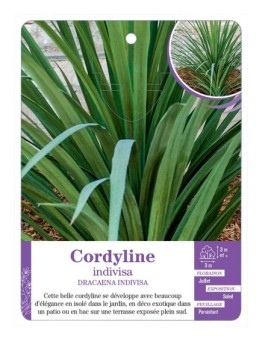 DRACAENA INDIVISA voir Cordyline