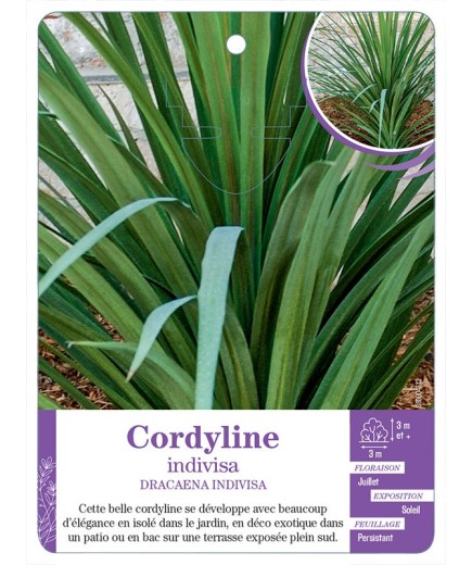 DRACAENA INDIVISA voir Cordyline