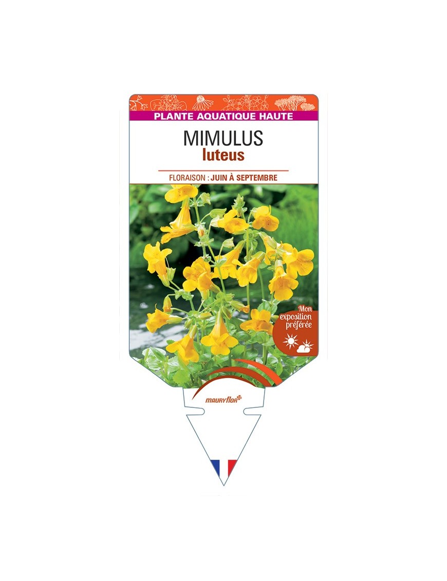 MIMULUS luteus