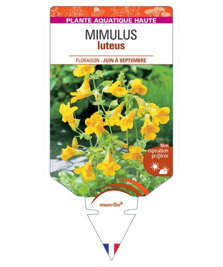 MIMULUS luteus