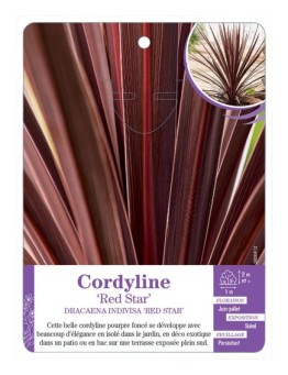 DRACAENA INDIVISA RED STAR voir Cordyline
