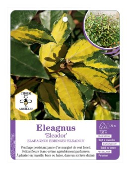 ELAEAGNUS EBBINGEI ELEADOR