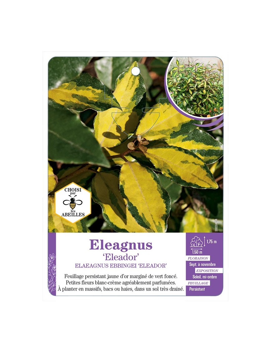 ELAEAGNUS EBBINGEI ELEADOR