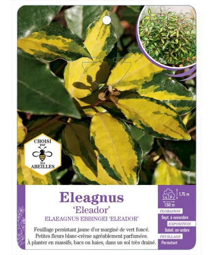 ELAEAGNUS EBBINGEI ELEADOR