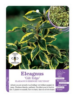 ELAEAGNUS EBBINGEI GILT EDGE