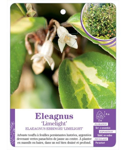 ELAEAGNUS EBBINGEI LIMELIGHT