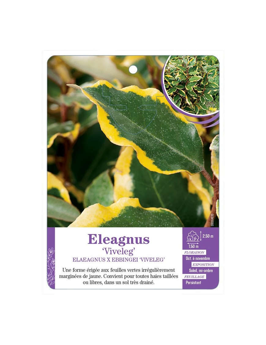 ELAEAGNUS EBBINGEI VIVELEG