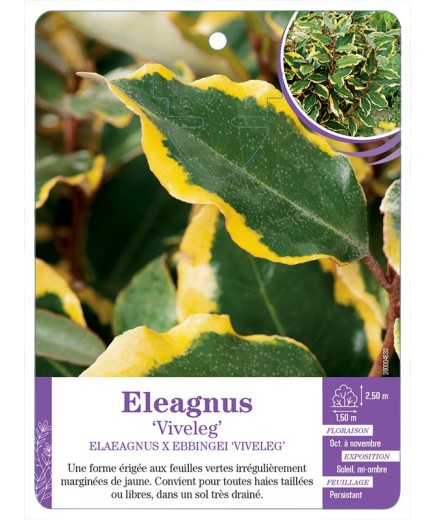 ELAEAGNUS EBBINGEI VIVELEG