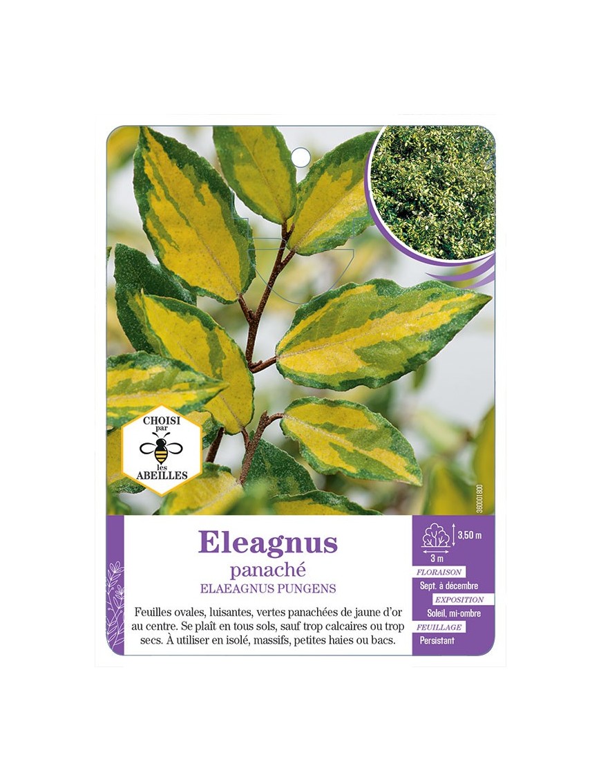ELAEAGNUS PUNGENS panaché