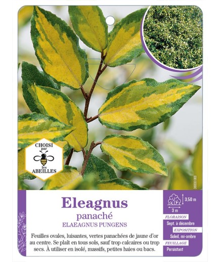 ELAEAGNUS PUNGENS panaché
