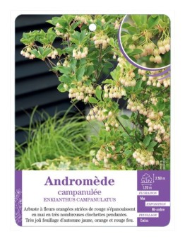ENKIANTHUS CAMPANULATUS voir Andromède campanulée