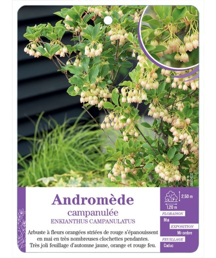 ENKIANTHUS CAMPANULATUS voir Andromède campanulée