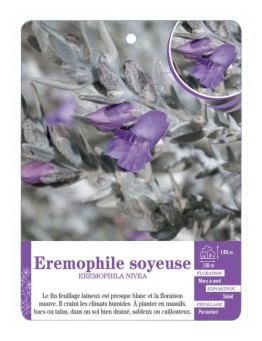 EREMOPHILA NIVEA voir Eremophile soyeuse