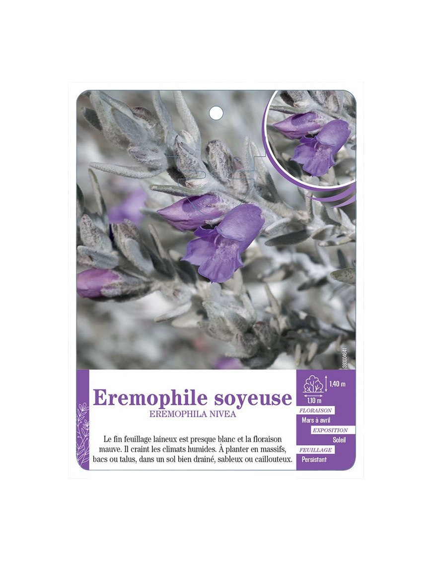 EREMOPHILA NIVEA voir Eremophile soyeuse