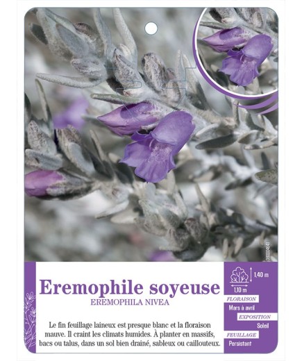 EREMOPHILA NIVEA voir Eremophile soyeuse