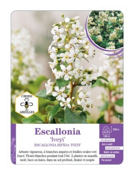 ESCALLONIA BIFIDA IVEYI