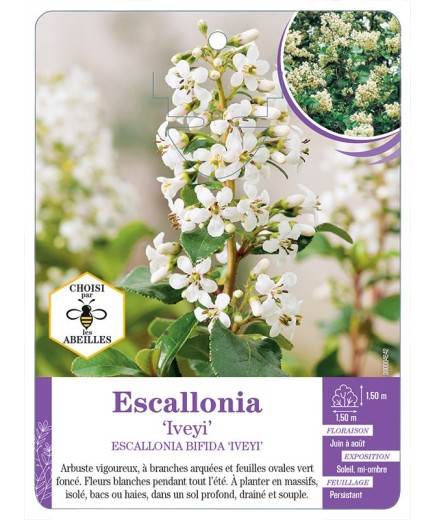 ESCALLONIA BIFIDA IVEYI