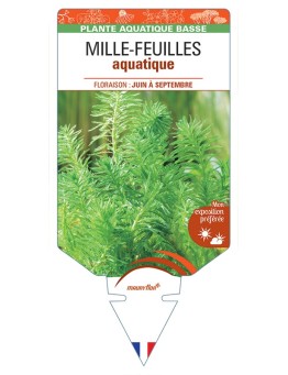 MYRIOPHYLLUM aquaticum voir Mille-feuille aquatique