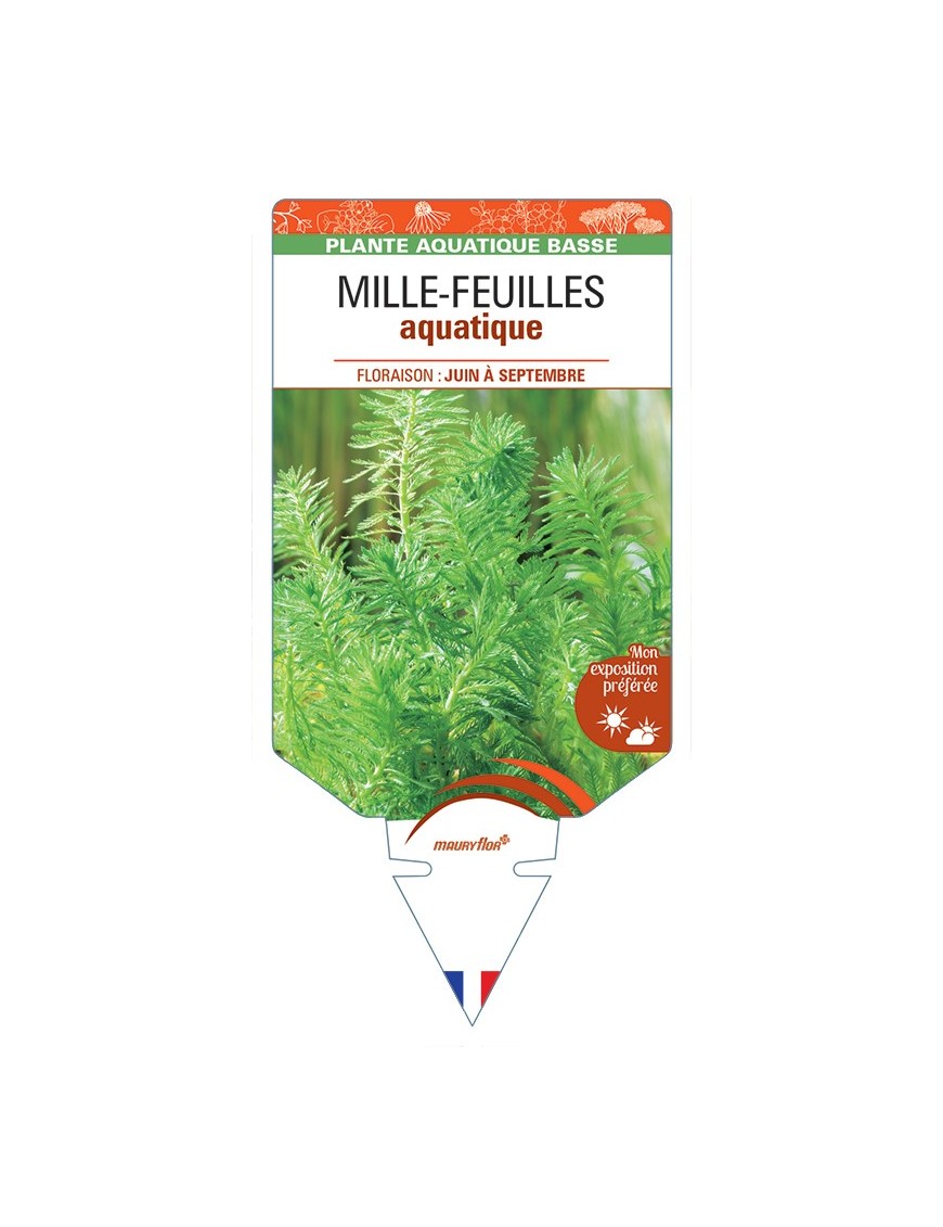 MYRIOPHYLLUM aquaticum voir Mille-feuille aquatique