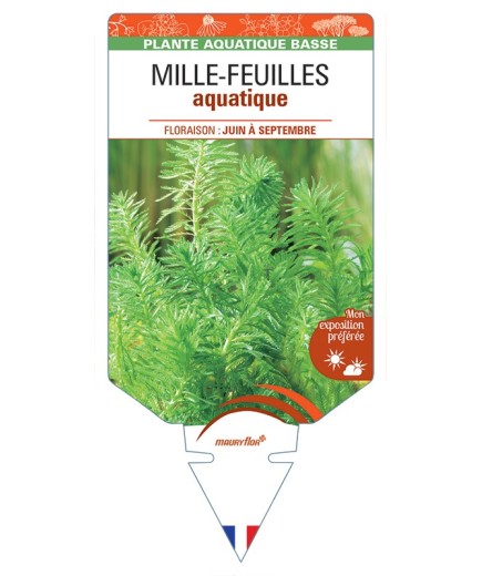 MYRIOPHYLLUM aquaticum voir Mille-feuille aquatique