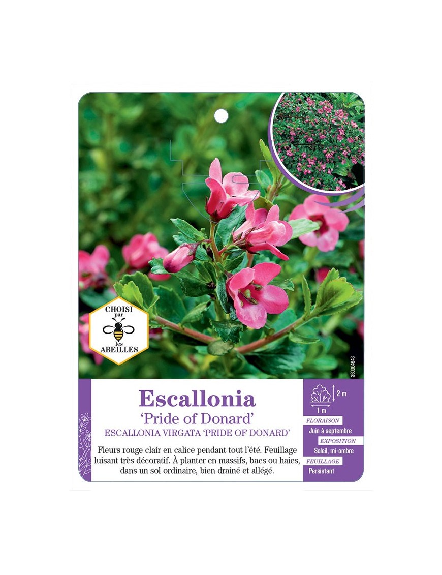 ESCALLONIA VIRGATA PRIDE OF DONARD