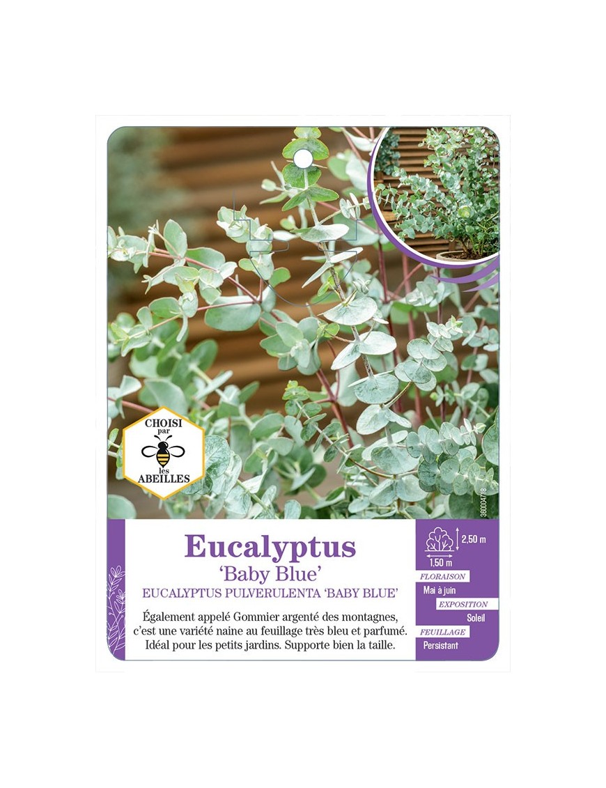 EUCALYPTUS PULVERULENTA BABY BLUE