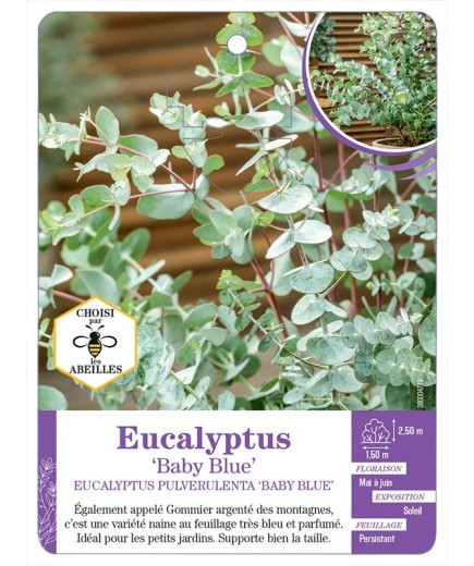 EUCALYPTUS PULVERULENTA BABY BLUE