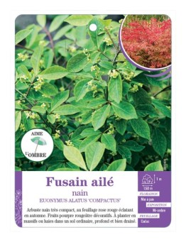 EUONYMUS ALATUS COMPACTUS voir Fusain ailé nain