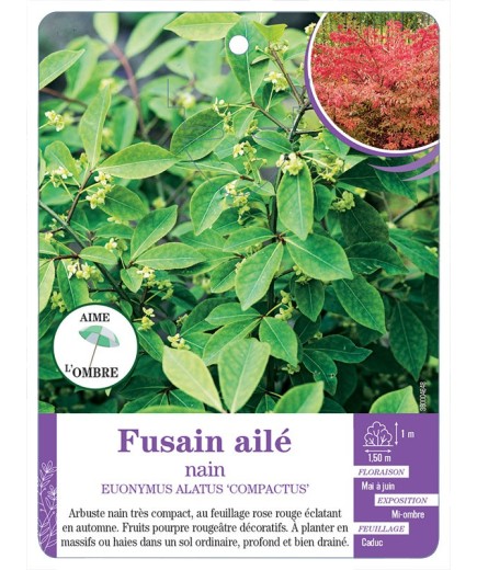 EUONYMUS ALATUS COMPACTUS voir Fusain ailé nain