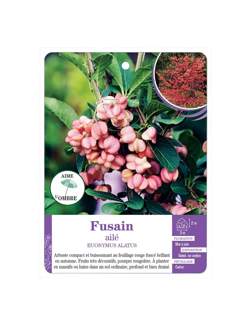 EUONYMUS ALATUS voir Fusain ailé