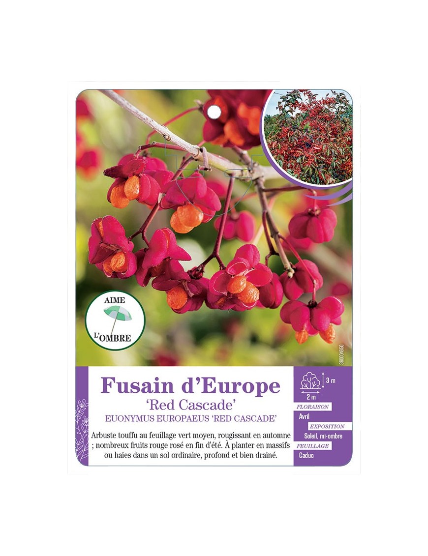 EUONYMUS EUROPAEUS RED CASCADE voir Fusain d’Europe
