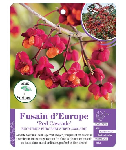 EUONYMUS EUROPAEUS RED CASCADE voir Fusain d’Europe