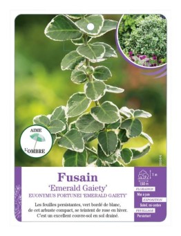 EUONYMUS FORTUNEI EMERALD GAIETY voir Fusain
