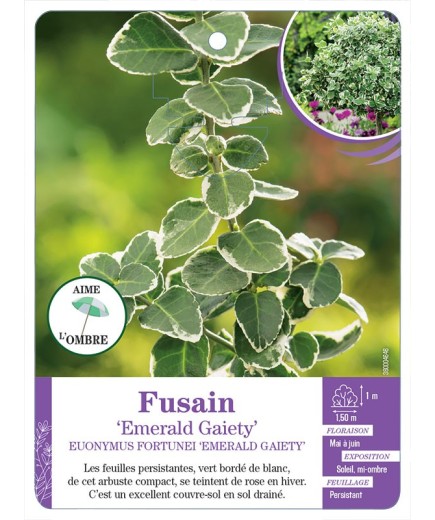 EUONYMUS FORTUNEI EMERALD GAIETY voir Fusain