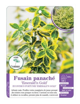 EUONYMUS FORTUNEI EMERALD N GOLD voir Fusain panaché