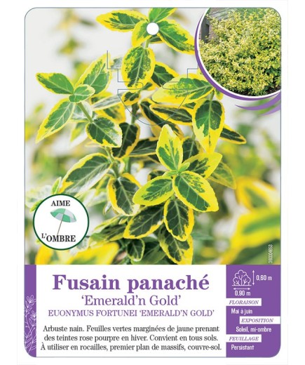 EUONYMUS FORTUNEI EMERALD N GOLD voir Fusain panaché