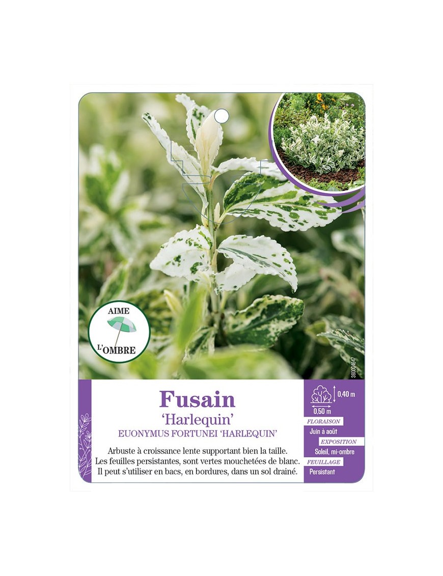 EUONYMUS FORTUNEI HARLEQUIN voir Fusain