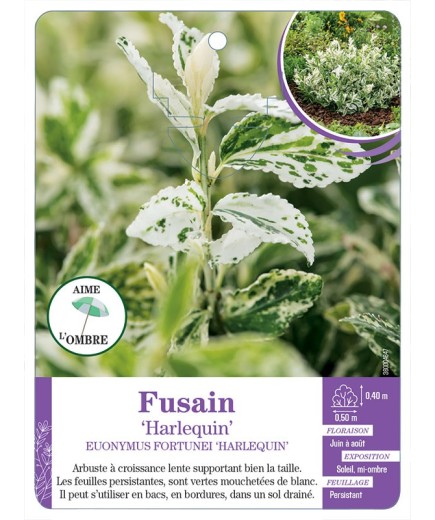 EUONYMUS FORTUNEI HARLEQUIN voir Fusain