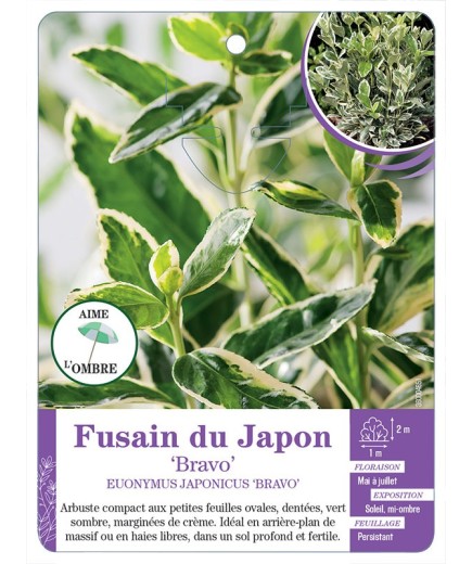 EUONYMUS JAPONICUS BRAVO voir Fusain du Japon