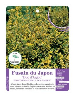 EUONYMUS JAPONICUS DUC D'ANJOU voir Fusain du japon