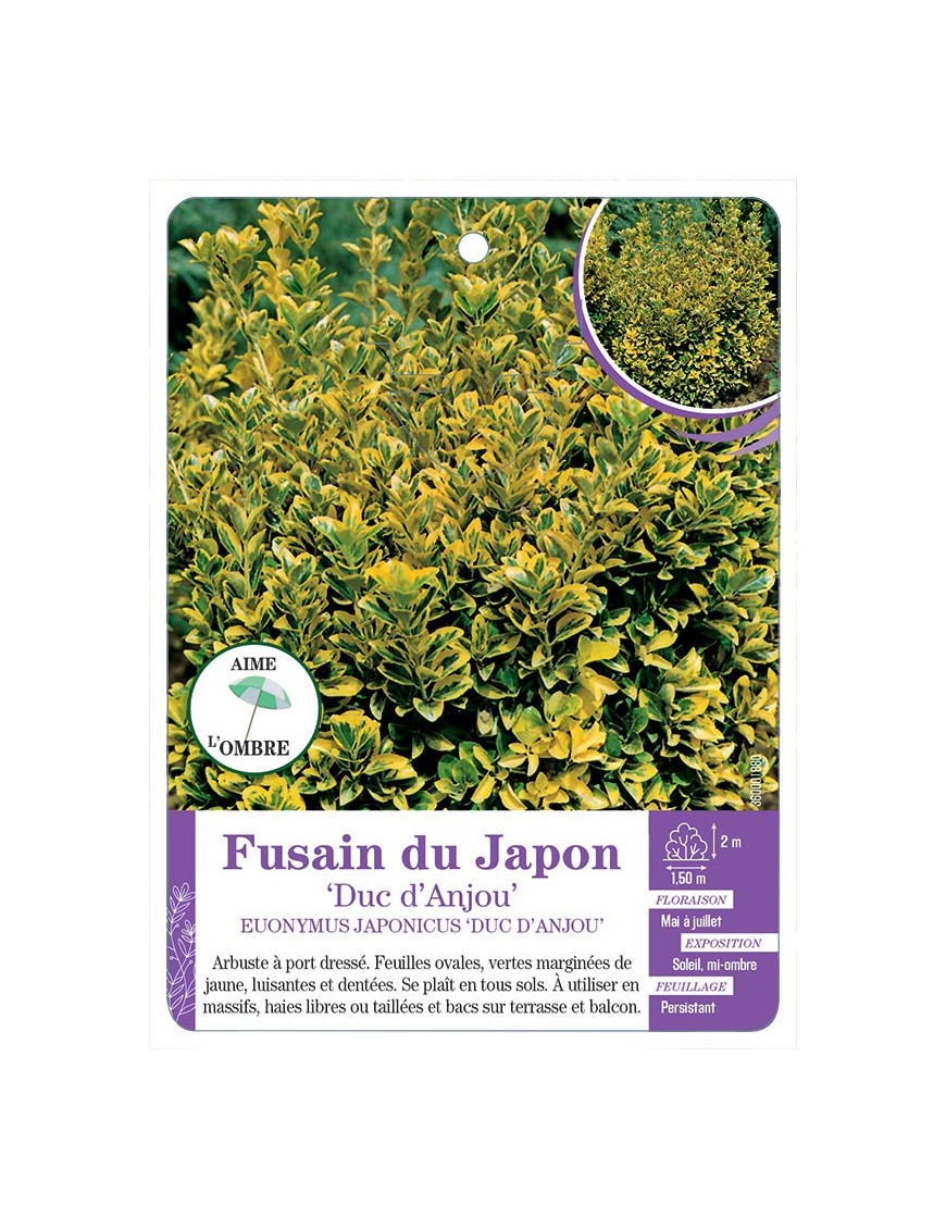EUONYMUS JAPONICUS DUC D'ANJOU voir Fusain du japon