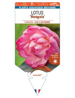 NELUMBO nucifera Hongxia voir Lotus