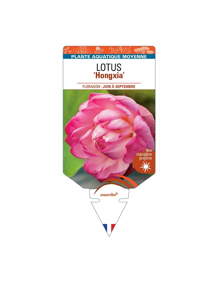 NELUMBO nucifera Hongxia voir Lotus